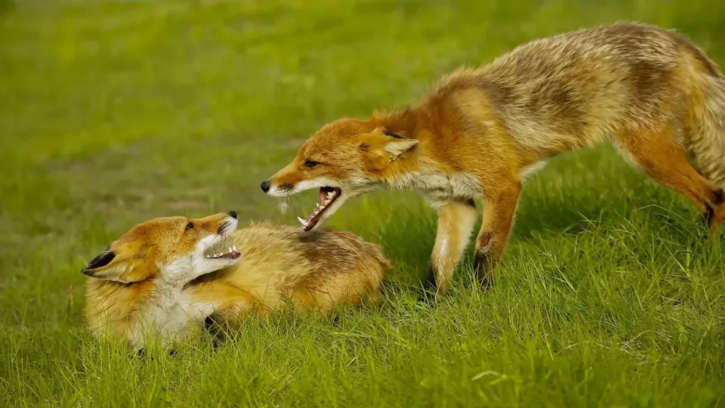 Keyvisual Seminar Fuchsjagd Füchse auf Wiese