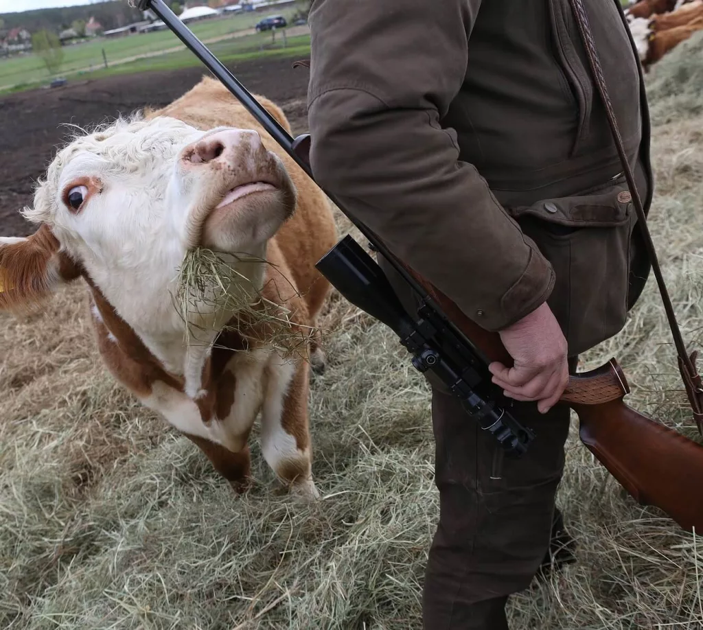 Neugieriges Rind schaut hoch zu einem Landwirt mit Gewehr auf einer Weide
