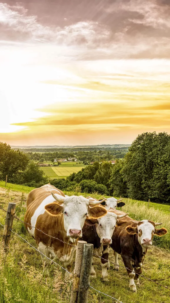 Rinder, die neugierig über einen Zaun auf einer Weide beim Sonnenuntergang blicken