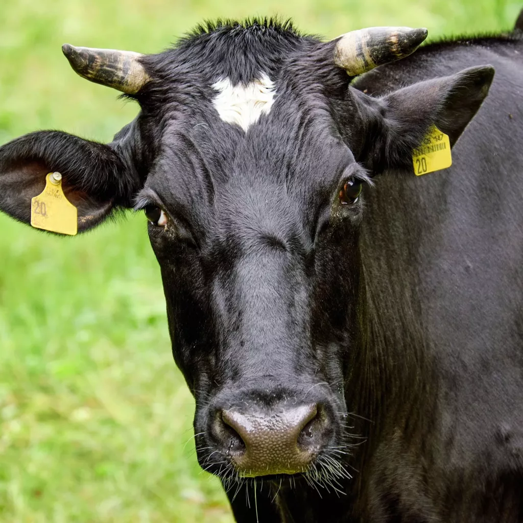 Nahaufnahme einer schwarzen Kuh mit Marken in den Ohren auf einer grünen Wiese